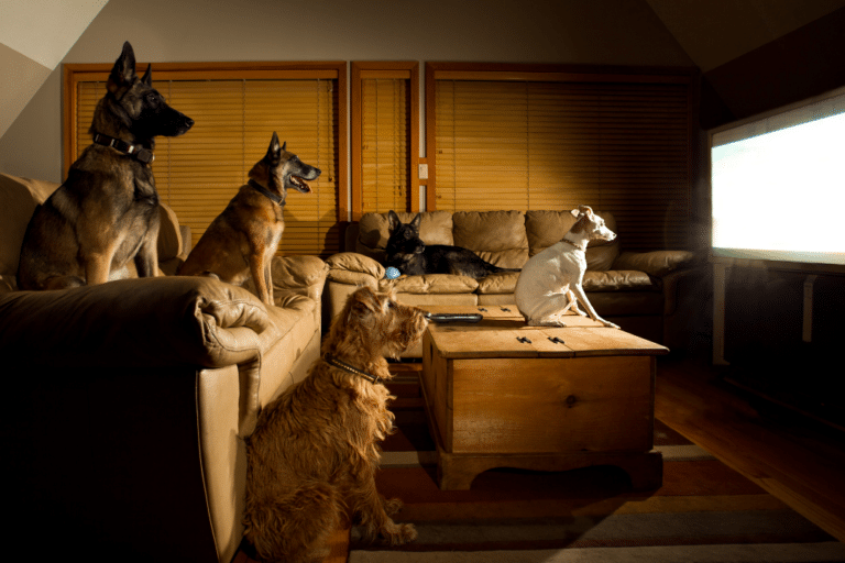 Dog pack watching TV.